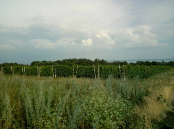 Виноградники в Запорожье